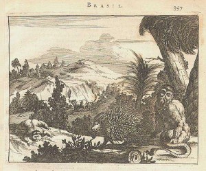 22.48 Prints - Brasil- Rare World Prints and Pictures for Sale